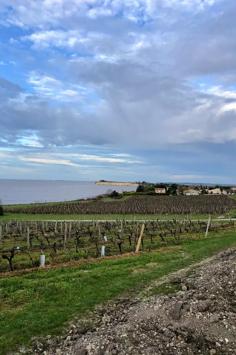 vignes au bord de l'estuaire
