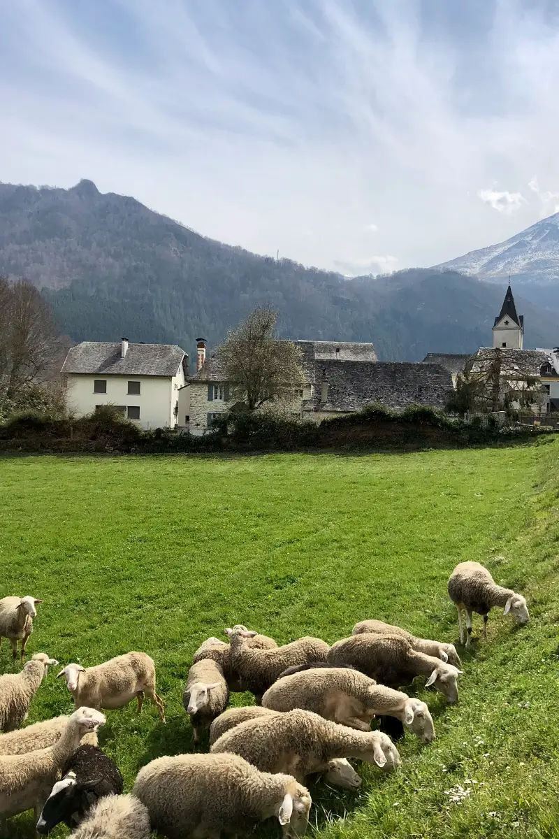 moutons devant village