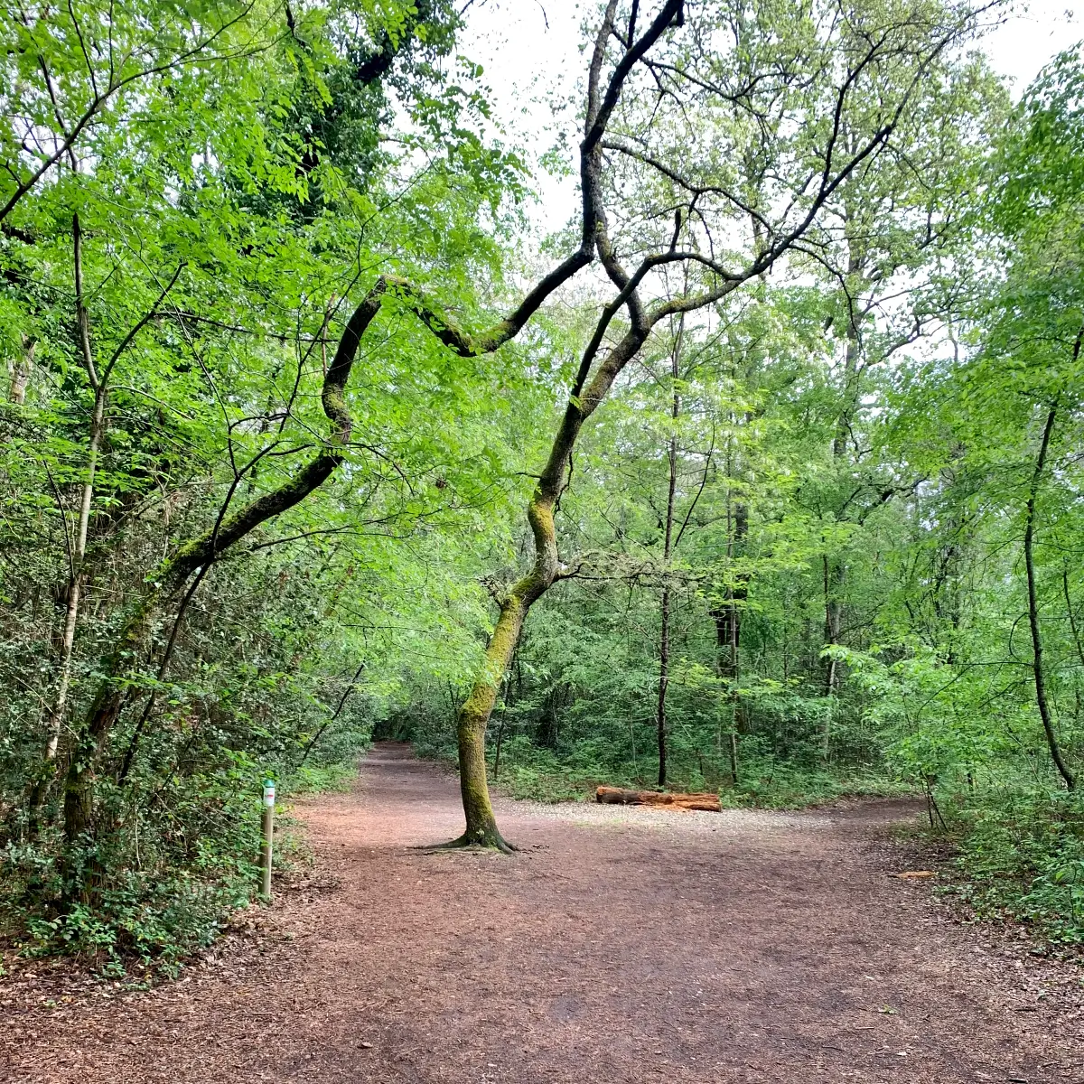 chemin bois du burck