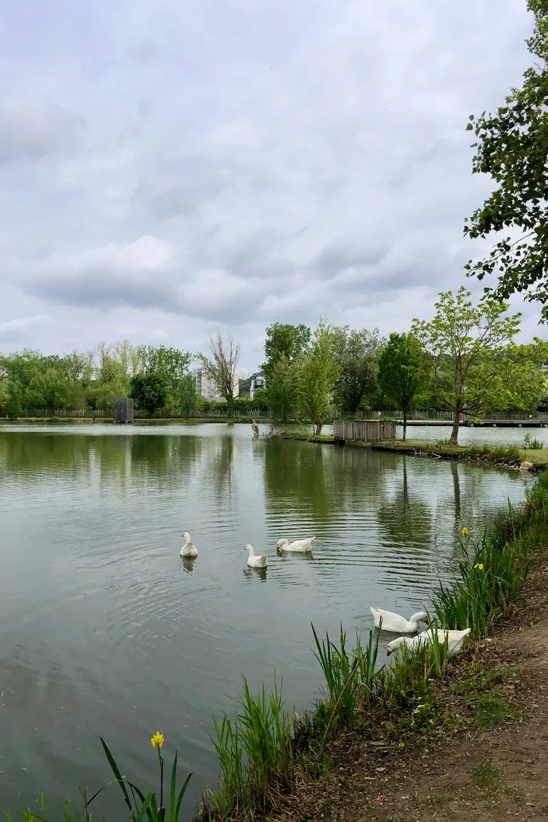 cygnes dans parc des étangs