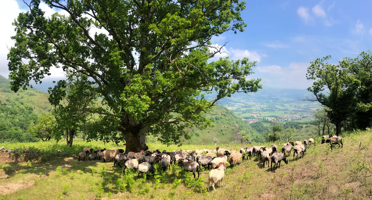 Moutons sous un arbre