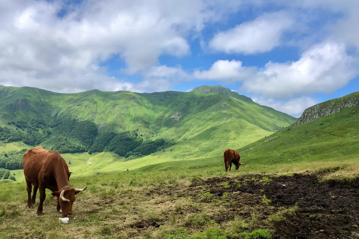 vaches sur les monts du Cantal