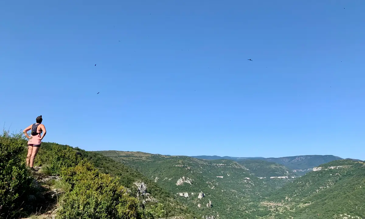 vautours dans le ciel