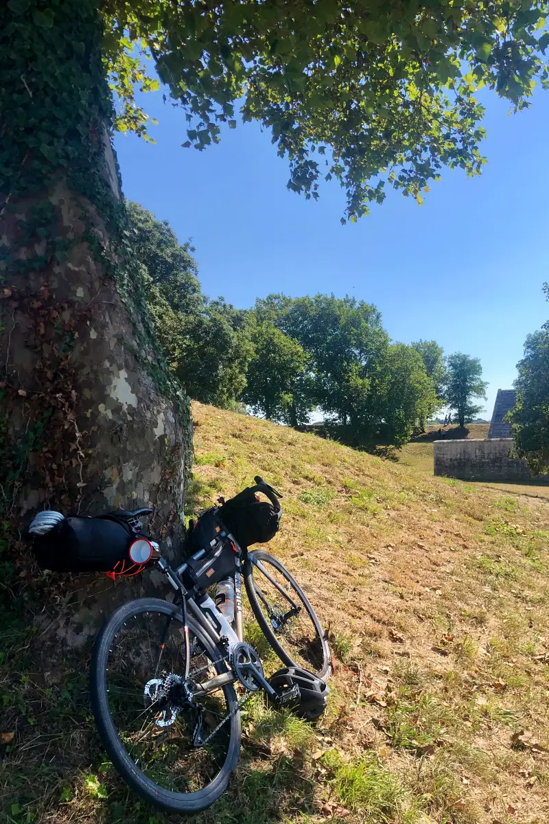 Vélo posé sur un arbre
