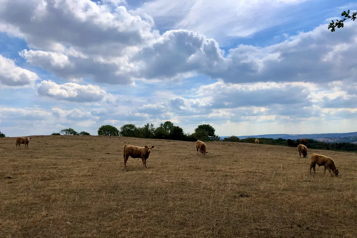 vache dans un champ de la suisse normande