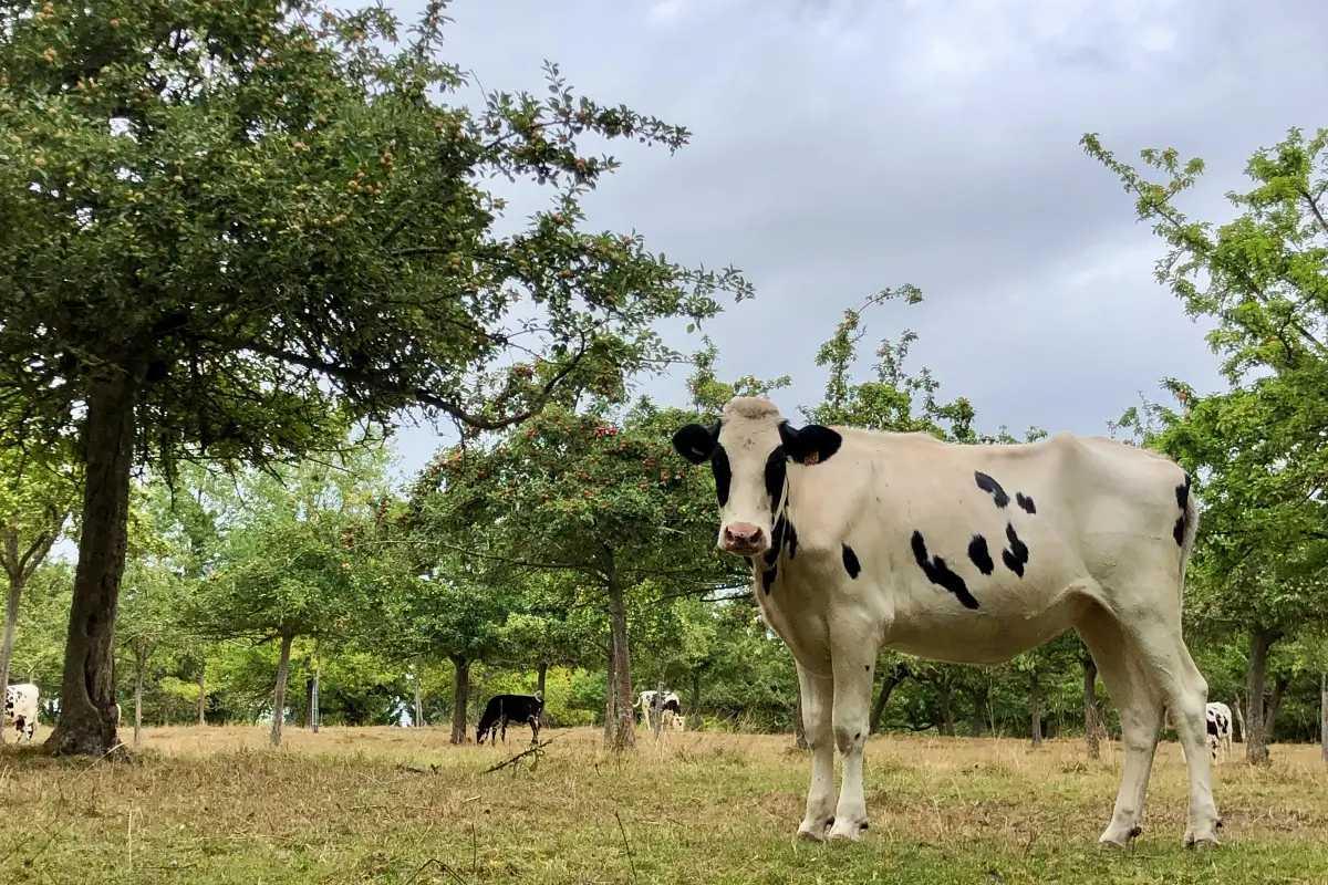 Vache devant pommiers à Sainte-Marguerite-de-Viette